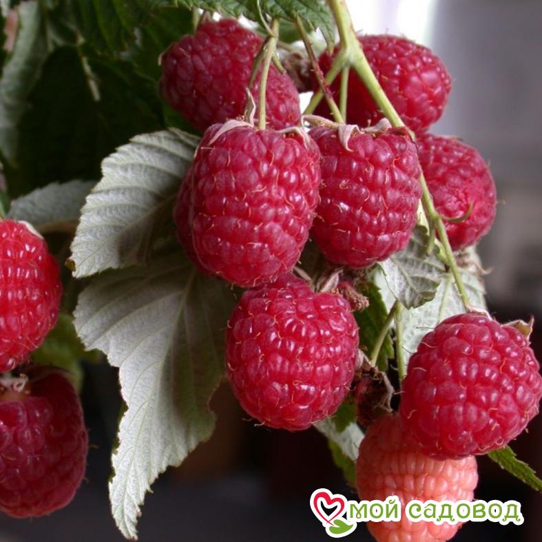 Малина Ковичен