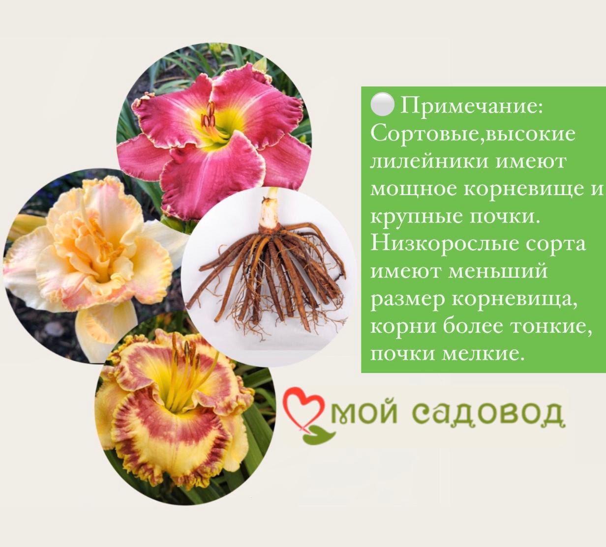 Лилейник гибридный Лайс энд Липстик