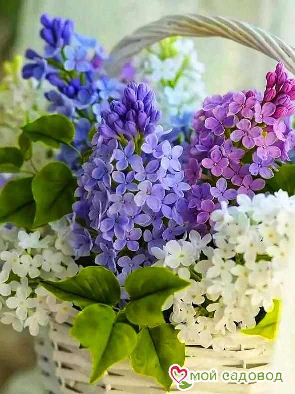 Сирень Ассорти (без указания сорта)