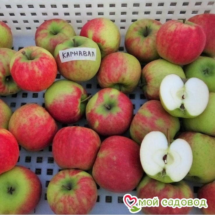 Яблоня Карнавал