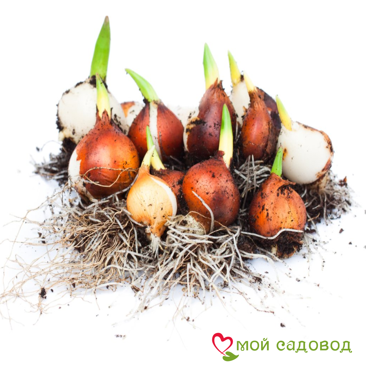 Тюльпан Экзотик Хэвен